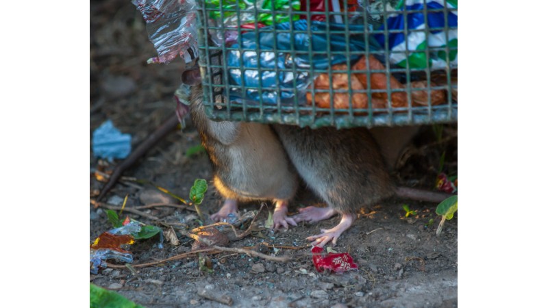 Dwa szczury wspinające się na kosz na śmieci, fot. Canva